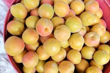 '德邦快递构建高效配送新格局，助力新疆小白杏&小红杏飞向全国